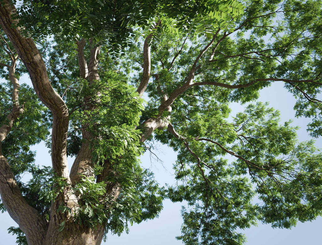 A lush green tree.