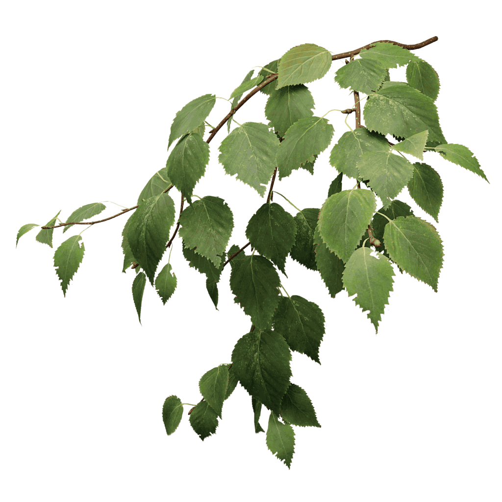 Betula papyrifera (Paper Birch)